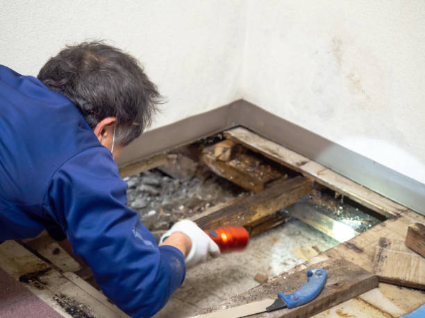 Best Mold Testing and Removal  in Brookneal, VA
