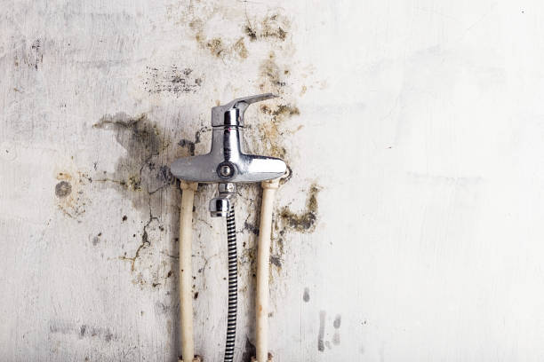 Best Mold Cleaning Services  in Brookneal, VA
