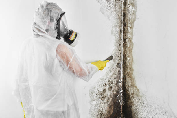 Mold Testing and Removal in Brookneal, VA