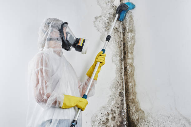 Brookneal, VA Mold Removal Company