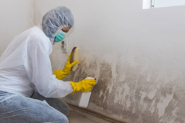 Best Black Mold Removal  in Brookneal, VA