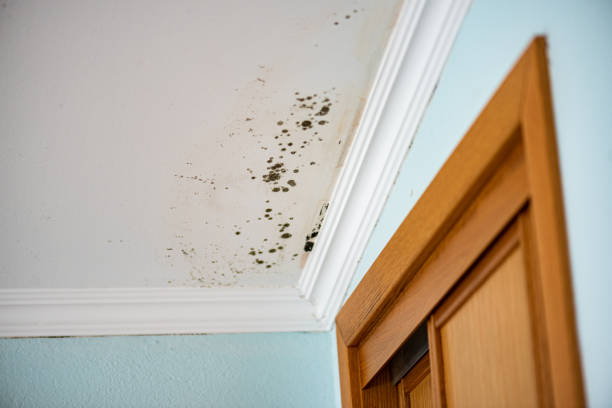 Best Mold Remediation  in Brookneal, VA