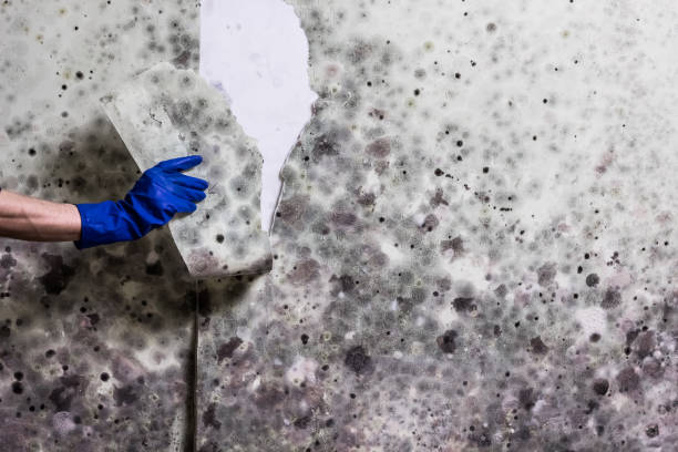 Best Fast Mold Removal  in Brookneal, VA